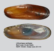 Lithophaga caribaea